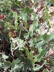 Geranium caespitosum
