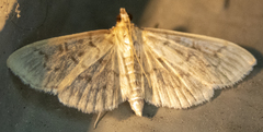Herpetogramma aquilonalis