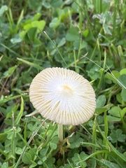 Bolbitius
