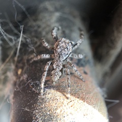 Platycryptus undatus