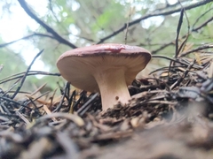 Russula