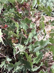 Geranium caespitosum