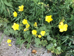 Ranunculus hispidus