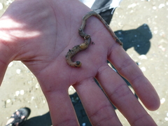 Leptosynapta