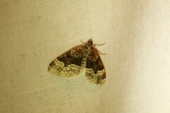 Euphyia intermediata