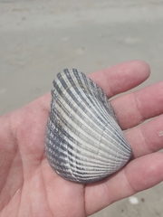 Noetia ponderosa