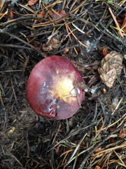 Russula