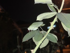 Microcentrum rhombifolium