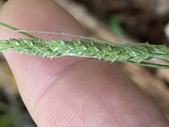 Carex virescens