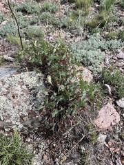 Geranium caespitosum