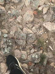 Cymbopogon refractus