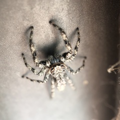 Platycryptus undatus