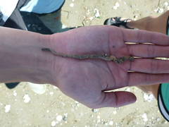 Leptosynapta