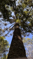 Araucaria angustifolia