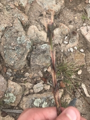 Cymbopogon refractus