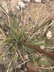 Cymbopogon refractus