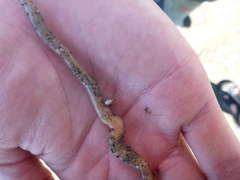 Leptosynapta