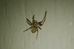 Larinioides sclopetarius