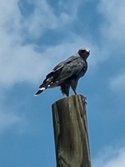 Buteo plagiatus