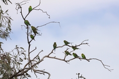 Melopsittacus undulatus