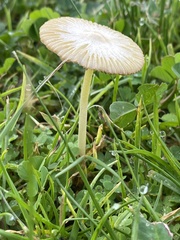 Bolbitius