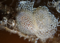 Corambe steinbergae