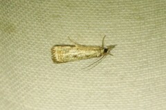 Microcrambus elegans