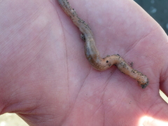 Leptosynapta