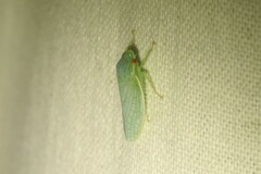 Gyponana