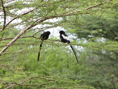 Lanius melanoleucus