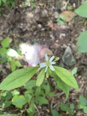 Doellingeria infirma