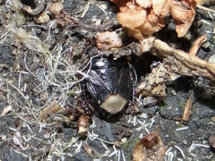 Geotomini