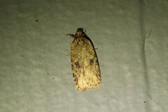 Agonopterix pulvipennella