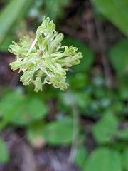 Platanthera stricta