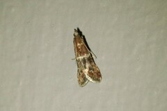Moodna ostrinella