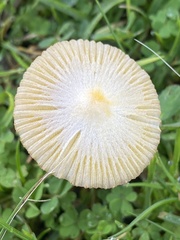 Bolbitius