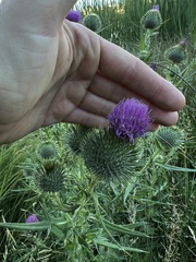 Cirsium