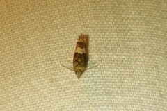 Eucosma parmatana