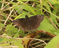 Erynnis baptisiae