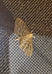 Herpetogramma pertextalis