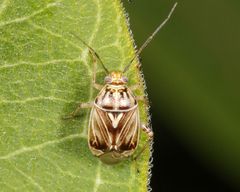 Lygus lineolaris