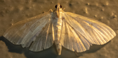 Herpetogramma aquilonalis