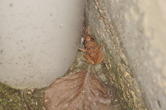 Eleutherodactylus planirostris