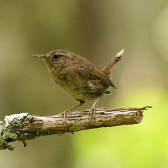 Troglodytes pacificus