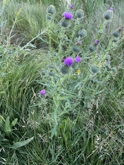 Cirsium