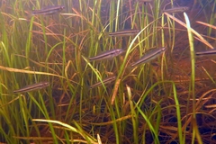 Pimephales notatus