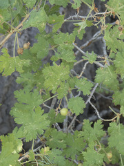 Ribes montigenum