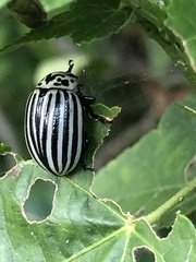 Leptinotarsa undecimlineata