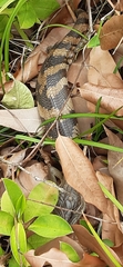 Tiliqua scincoides