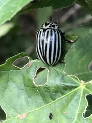 Leptinotarsa undecimlineata